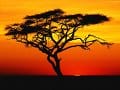 african story
